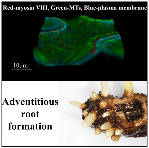 Einat Sadot - Cell biology, adventitious root formation